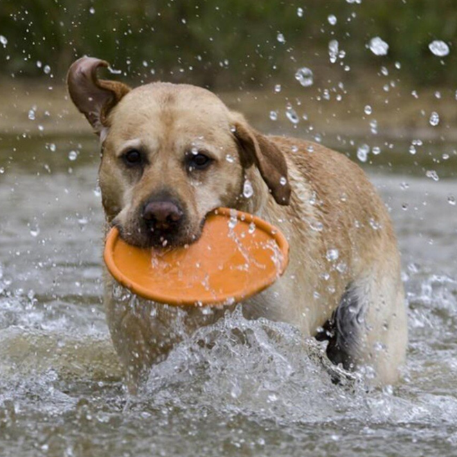 Brinquedo Frisbee para Cães Flex Laranja