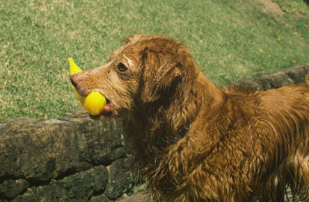 Brinquedo Porta Petiscos Snicky Toy Banana