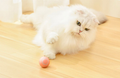 Bola Interativa para Pets Bionic Rosa